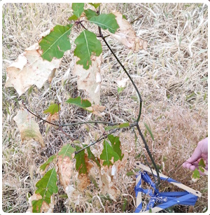 Сохне саджанець дуба