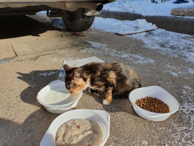 Як забрати безпритульного кота додому Як забрати безпритульного кота додому